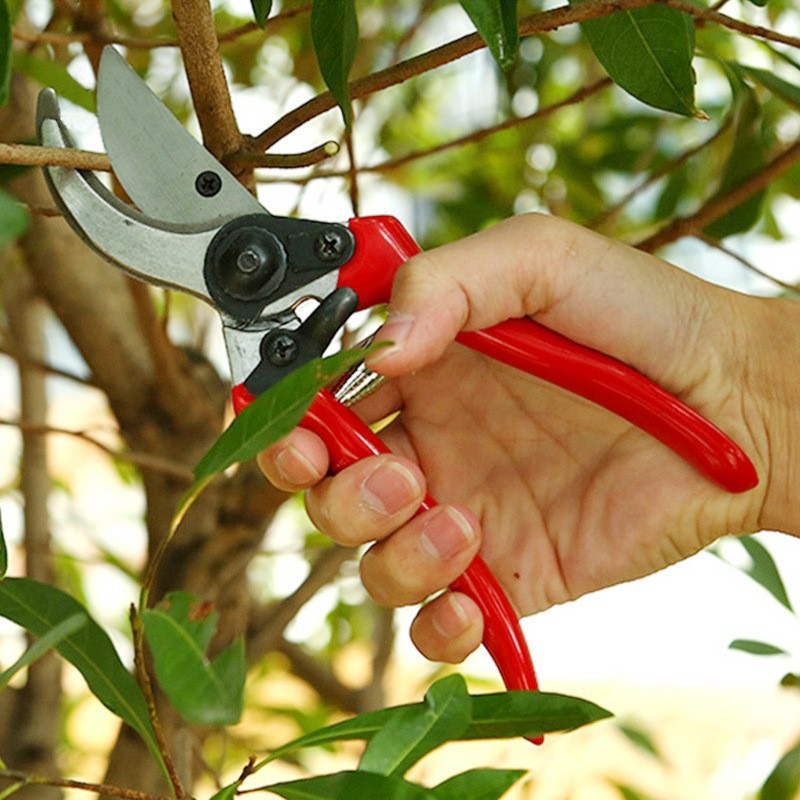 Popular Red Garden Pruning Tools Steel Alloy Bypass Pruning Shears